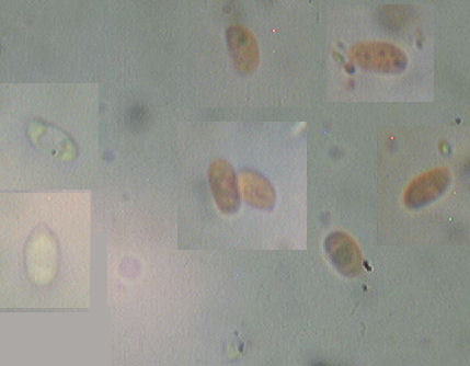 Mycoacia uda